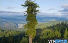 世界十大最高的树 亥伯龙树高115.85米(美国红杉)