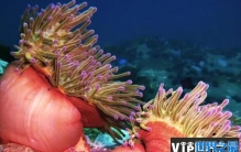 世界十大最漂亮的海葵 公主海葵光彩夺目(色泽鲜艳)