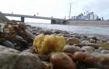 大量的黄色绒毛状物体 出现在法国的海岸上（仍是未知）