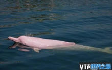 世界上最大的河豚 亚河豚体长达2.5米(颜色多变)