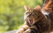 中国十大知名宠物猫品种：橘猫上榜，狸花猫居榜首