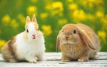 三期必出特一肖中特（2023一码一肖兔年生肖排序详细资料大全）