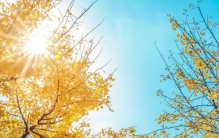 最美观的十大城市绿化树种，银杏树排在第一名