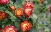 月季十大最受欢迎品种：瑞典女王垫底，龙沙宝石排第一名