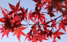 最出名的十大盆景树种：红枫、真柏排前两位