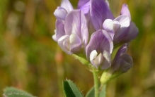 中国最具食用价值的十大植物，苜蓿排第一名