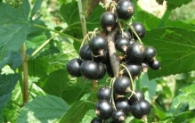 世界最酸的十大水果：山楂仅第三名，酸葡萄居第一名