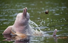 最大的河豚有多大 亚河豚 (刚出生7公斤)