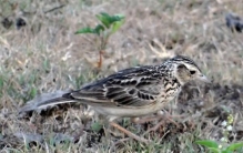 十大叫声最好听的鸟，百灵和画眉排前两名