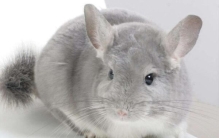 十大知名家养素食宠物：仓鼠上榜，毛丝鼠居榜首