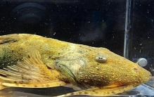 世界上最大的淡水鱼 坦克鸭嘴巨型鲶鱼 (被称水怪)