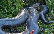 世界最长的蛇 中国发现200米巨蟒 (爆料出真相)