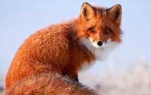 世界上最大的狐狸 赤狐(颜色不同)