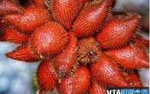 世界最丑的水果 蛇皮果是东南亚的一种水果(纹路像蛇皮)