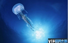 世界上最毒的水母 澳洲方水母人一碰就会死(毒性很强)