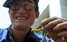 安徽农民挖虫日入上千元 却被专家警告（农民赚钱）