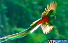 世界上最漂亮的鸟叫什么？凤尾绿咬鹃有华丽的外表(来于南美洲)