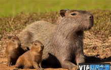 世界上最温顺的动物 水豚性情温和(与世无争)