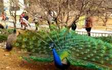 江苏动物园男孩儿做出不雅举动 遭遇众人的谴责（保护动物）