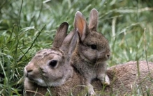 558只草兔被猎杀，“刑事+民事”双重惩罚！