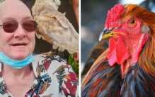 攻击性鸡咬伤荷兰老人致命，家禽真的有这么危险吗？