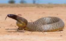 世界五大致命毒蛇排行榜：了解这些毒蛇，保护自己的生命安全