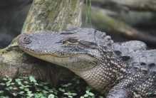 世界上什么动物最厉害 短吻鳄 (咬合能力强)