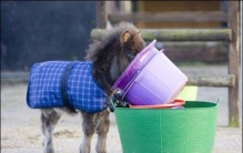 世界上最小的马