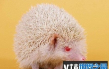 世界上最小的刺猬：非洲侏儒刺猬