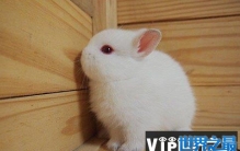 荷兰矮兔：世界上最小的兔子