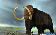 猛犸象为什么突然就从地球上消失 仍然是谜团(体型巨大)