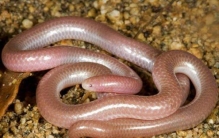 盲蛇：世界上最小的蛇