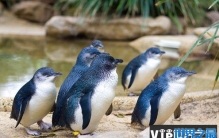 小蓝企鹅：世界上最小的企鹅