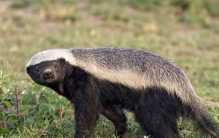 世界韧性最强的动物 蜜獾(消耗能力强)