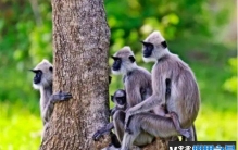 如人类消失了地球将由哪个动物统治 猿类生物(智商高)