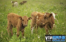 世界上最小的牛是什么牛