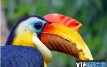 世界上最大的犀鸟 盔犀鸟体长120厘米(体型较大)