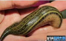 世界上最大的水蛭 暴君水蛭长达7米(以血液为生)