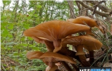 世界上最大的生物 巨型蜜环菌至少2400多年(仍不断生长)