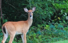 世界上最小的羚羊