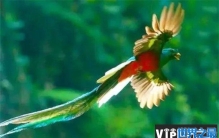 世界上最漂亮的鸟 凤尾绿咬鹃有华丽的外表(来于南美洲)