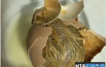 世界上最变态的食物 越南的毛鸡蛋(看着就恶心)