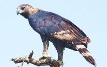 世界猛禽实力排名 非洲冕雕位居第1名(空中王者)