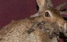 世界上最恐怖的兔子 肿瘤兔 (脸上长肿瘤)