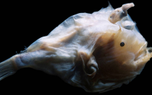 世界上最丑的鱼 鮟鱇鱼 (长得丑却好吃)