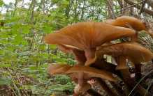 世界最大的生物 占地大约37公顷 (密歇根蜜环菌)