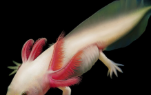 世界上最怪异的动物 墨西哥钝口螈(始终长不大)