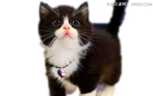 四蹄踏雪猫为什么那么贵，为什么说不吉利