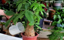 发财树怎么养才能更旺盛，枝繁叶茂几个小技巧