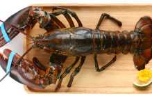 世界最大龙虾 长度达到1米多重达20公斤(波士顿龙虾)